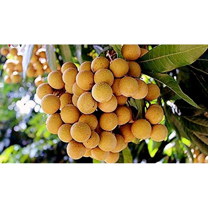 Kelengkeng matalada berbunga batang besar