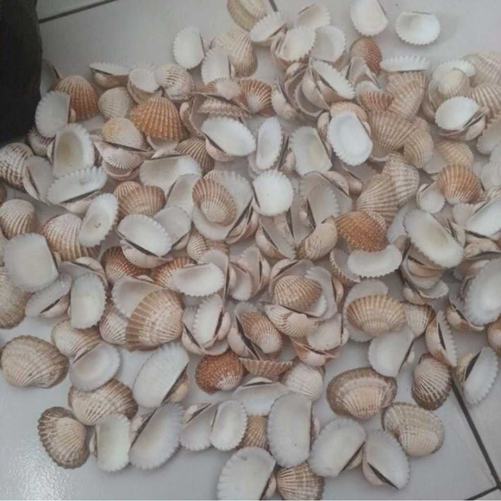 KERANG KILOAN/KULIT CANGKANG KERANG BAHAN KERAJINAN/KERAJINAN TANGAN