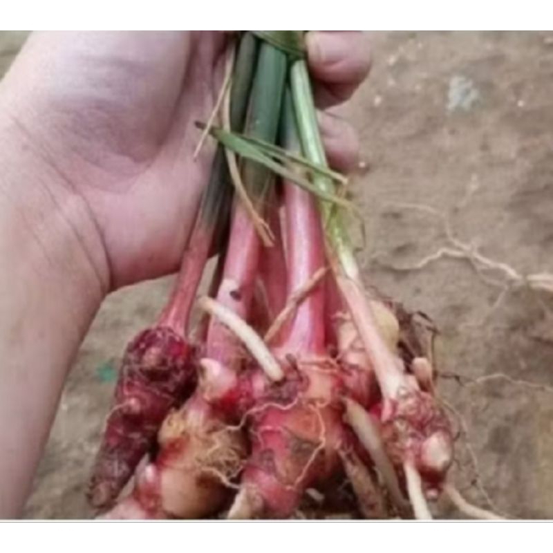 bibit jahe merah berkualitas berakar dan beradaun per pcs