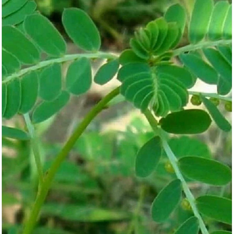 

daun meniran obat herbal 250gr