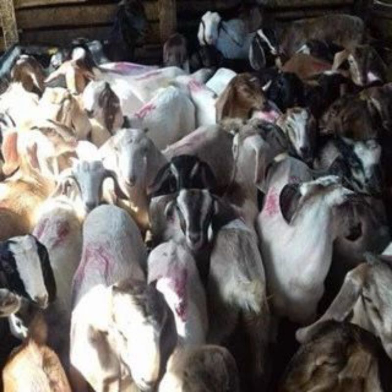 

Kambing / Domba Untuk Aqiqah Catering Resto