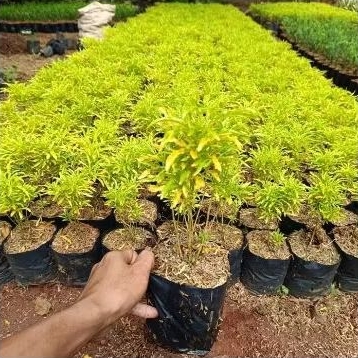 Tanaman Hias Brokoli Kuning Tanaman Brokoli Kuning Brokoli Kuning