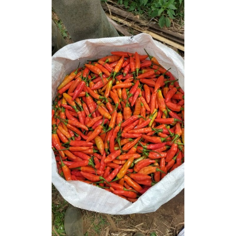 

CABE RAWIT ORI FRES BERAT 250GR.