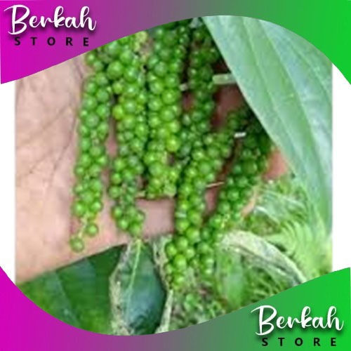 

Lada Hijau Segar 250 gram rempah dan herbal alami