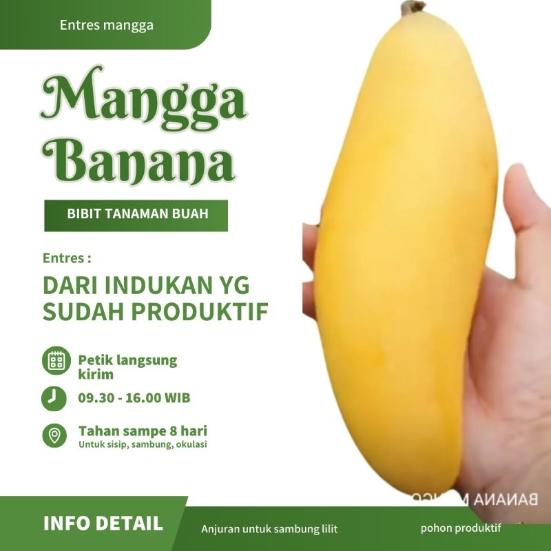 ENTRES MANGGA BANANA