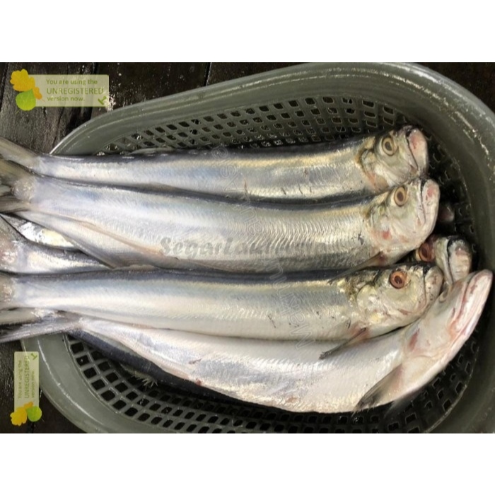 

Ikan Golok Golok Ikan Parang Ikan Laut Segar 1Kg