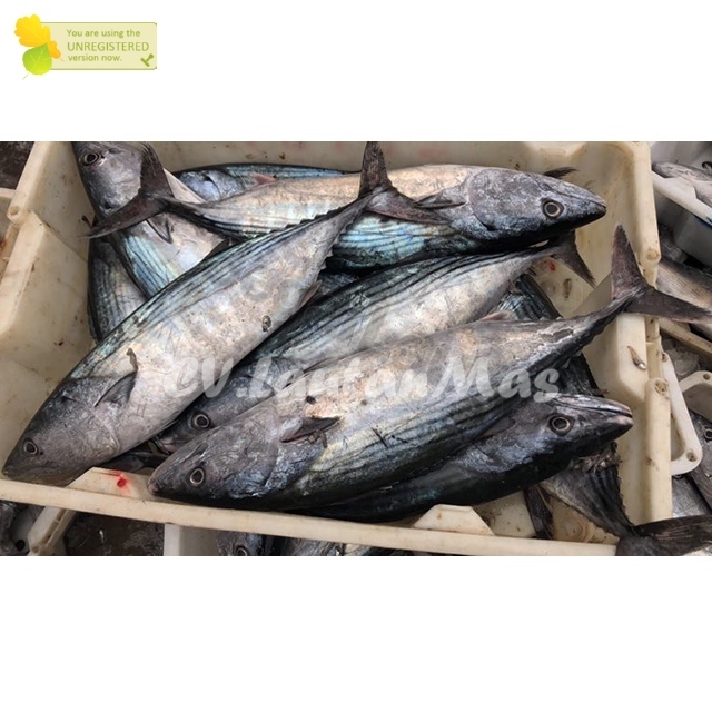 

Ikan Tongri Segar Ikan Tongri 1Kg