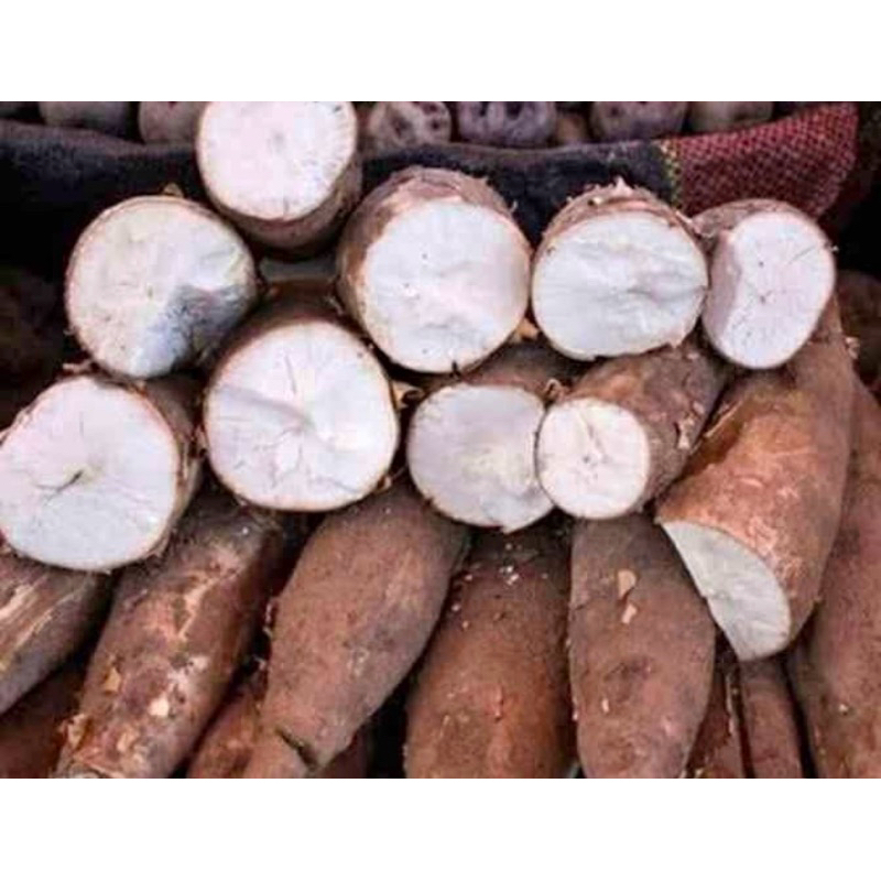 

SINGKONG MENTAH 1 KG