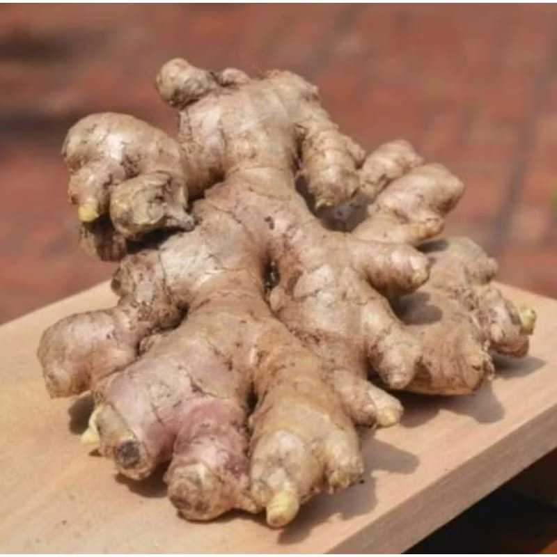 

Jahe Emprit dan Jahe Gajah Segar 1kg