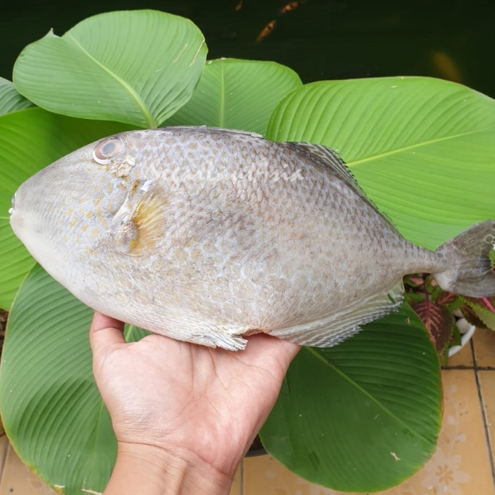 

Ikan Etong Segar Ikan Ayam Ayam Ikan Kambing Kambing 1Kg