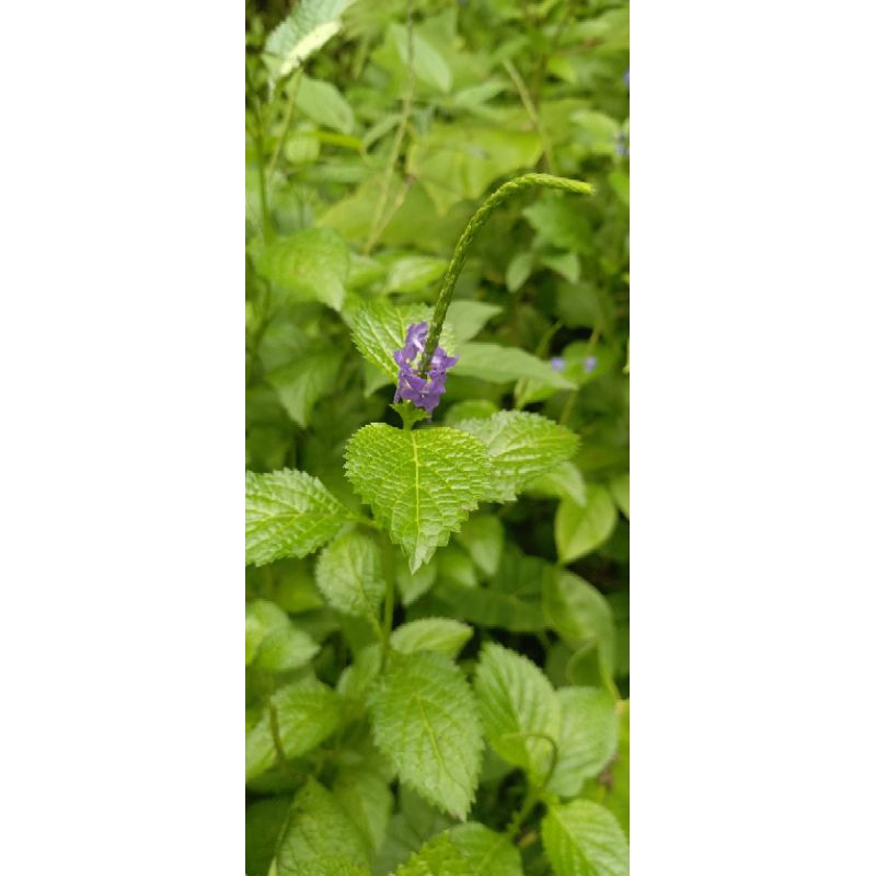 

daun pecit kuda 20000 1kg