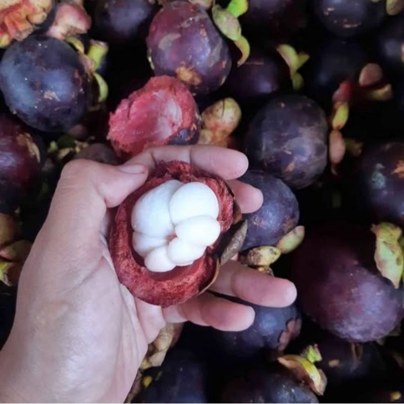 

BUAH MANGGIS ASLI PATI LERENG GUNUNG MURIA MANIS FRESH 1KG
