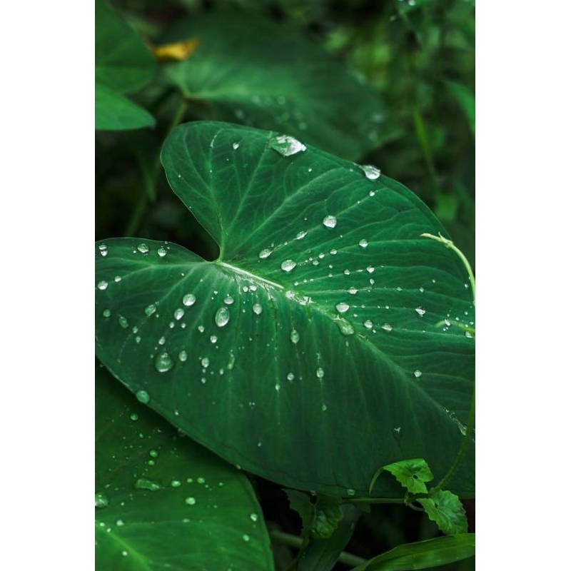 

daun talas segar per lembar