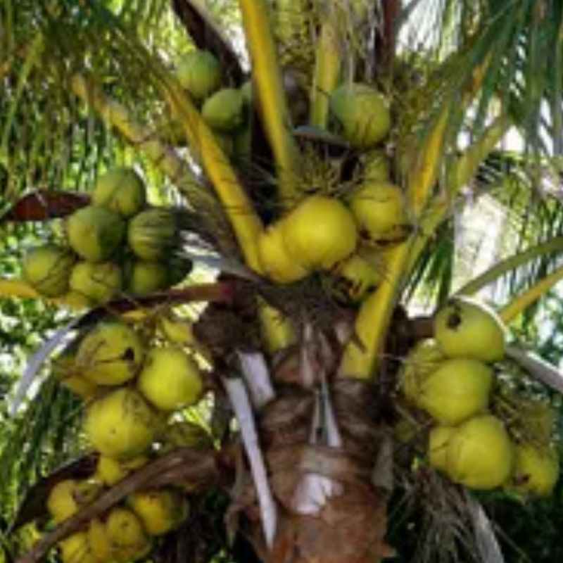 Benih Kelapa Kopyor, Bibit Kelapa Kopyor, Tanaman Kelapa Kopyor, Bibit Buah Kelapa Kopyor, Pohon Kel