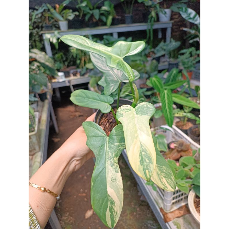 Philodendron Violin Varigata