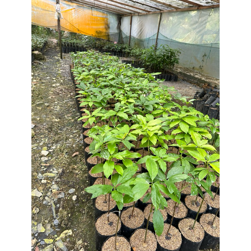 BIBIT ALPUKAT LILIN SINGKAWANG