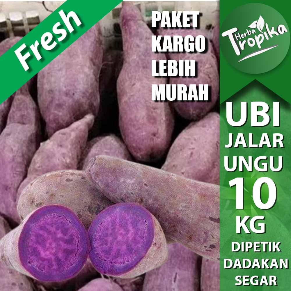 

Paket Kargo Umbi Ubi Jalar Ungu 10 kg fresh kualitas unggul toko herba tropika
