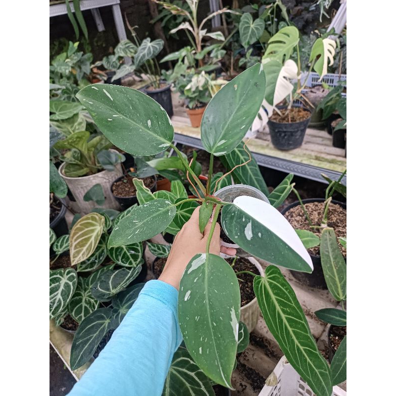 Philodendron White Princess
