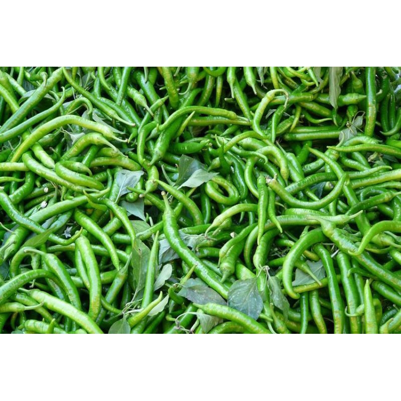 

cabe hijau keriting 200 gr / 2 ons