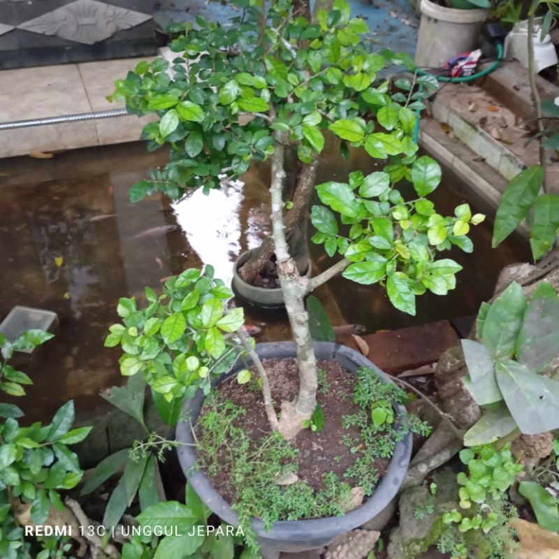 BONSAI SERUT TAMAN