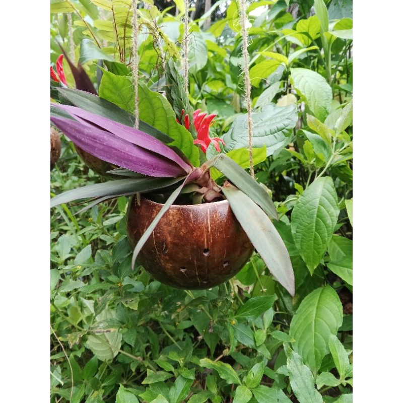 pot bunga gantung unik