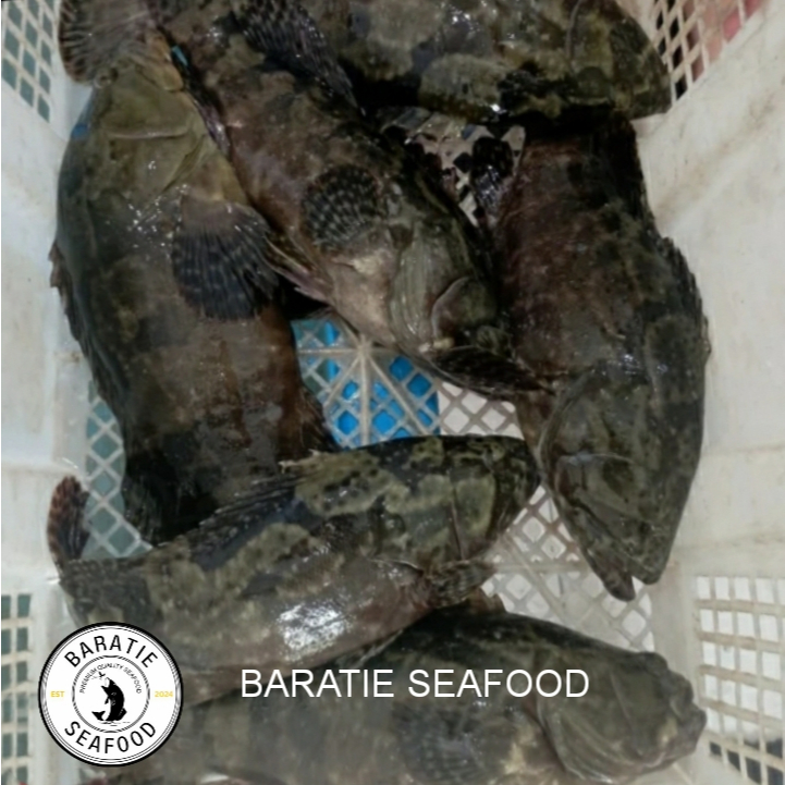 Ikan Kerapu Bunga Macan Hidup/ Kerapu Live Seafood