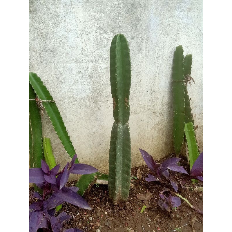 kaktus koboi murah jual kaktus koboy koboi kaktus