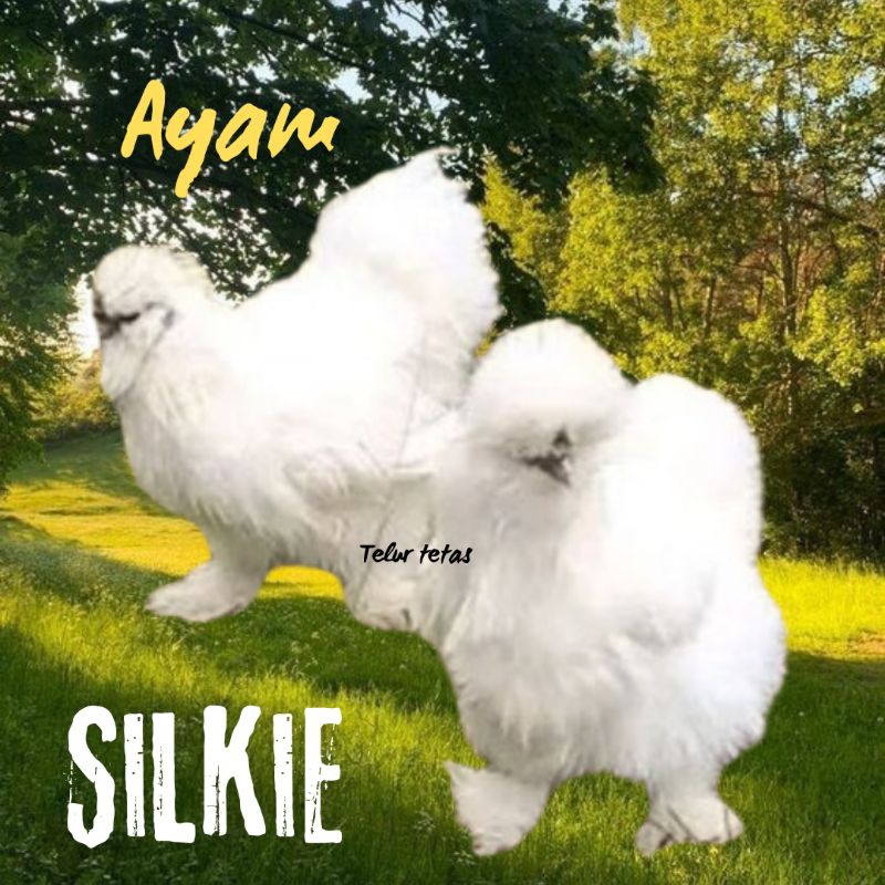 

telur ayam silkie original bisa untuk di tetaskan