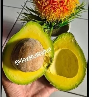 

Alpukat Mentega Jumbo 1 kg isi 2-3 buah | Organik