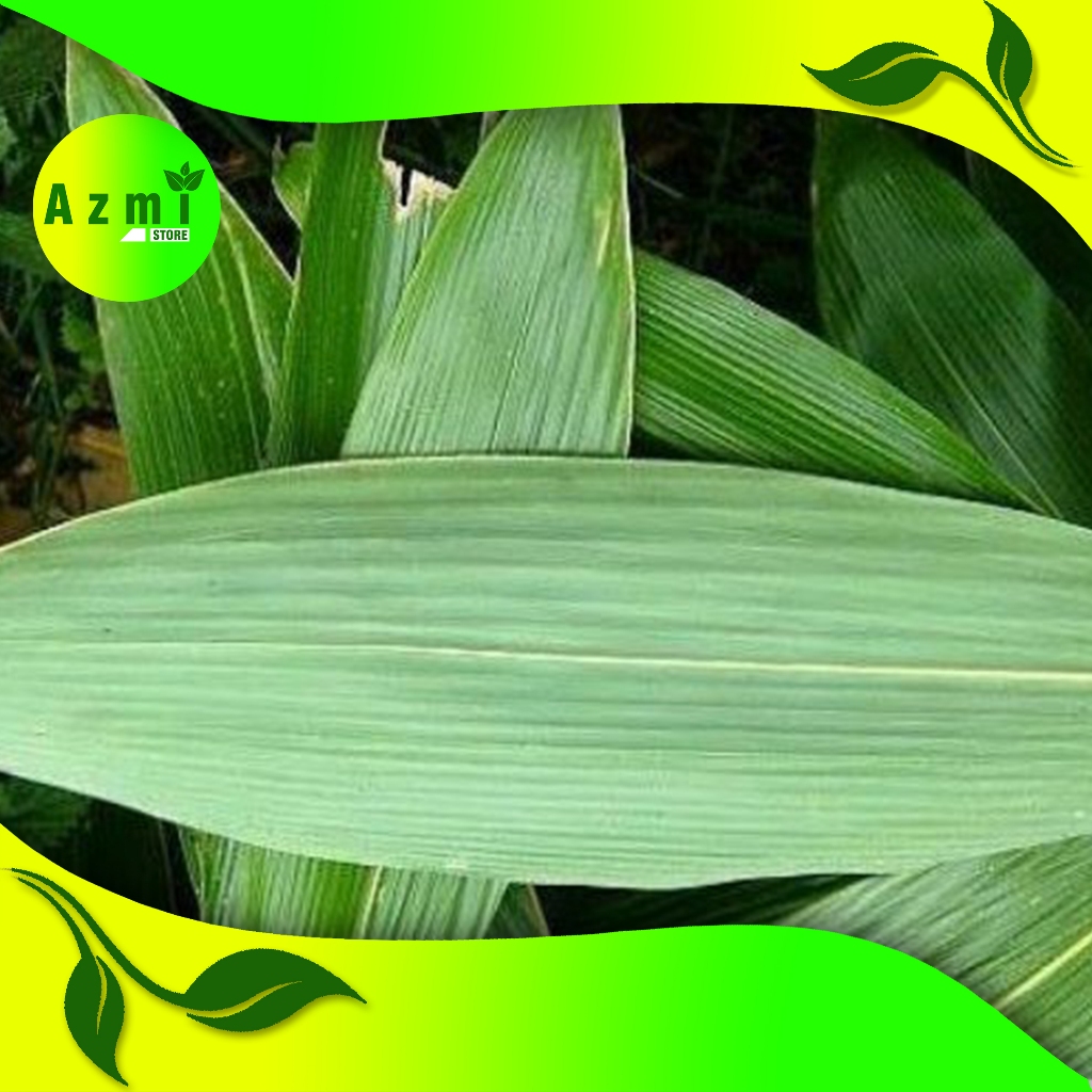 

DAUN BAMBU SEGAR / 100 DAUN UNTUK BUNGKUS BAKCANG