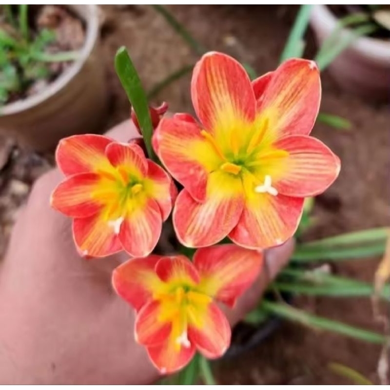 Umbi Bunga Lily Rain Zephyranthes Crimpson Sunset Lili Hujan Umbi Bunga Lily Rain Zephyranthes Crimp