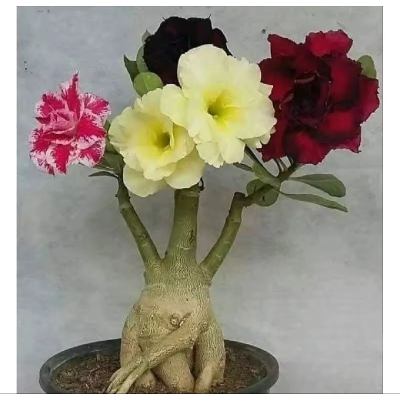 Tanaman hias adenium bunga tumpuk 4 warna - tanaman Kamboja jepang Tanaman hias adenium bunga tumpuk