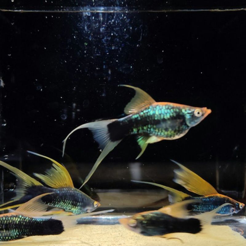 platy hamburg lyretail (terbatas stok)