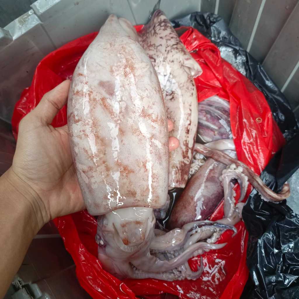 

Cumi Besar Utuh 1 Ekor Segar - Sahabatdapur