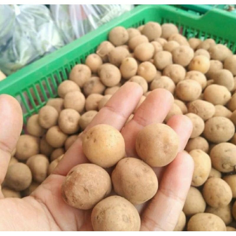kentang baby / kentang kecil / kentang rendang khas dieng 1 kg