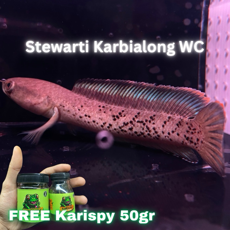 Channa Stewarti Karbialong WC 10-14cm