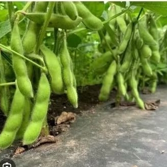 

kacang kedelai 1 kg hijau fresh