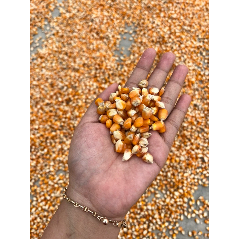 

JAGUNG KERING SERBAGUNA