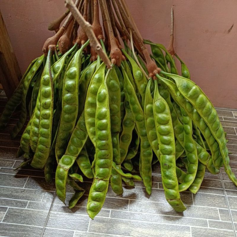 

PETE PETAI ASLI WONOGIRI 1IKAT 10LONJOR BERGARANSI