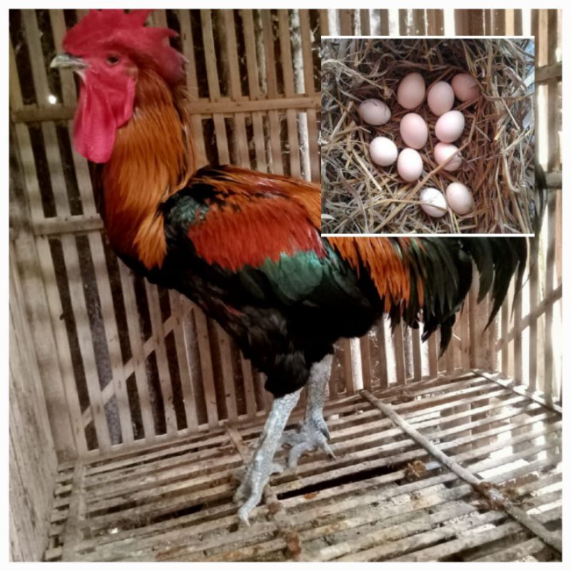 Telur ayam pelung trah kontes untuk ditetaskan minat anakan silahkan japri