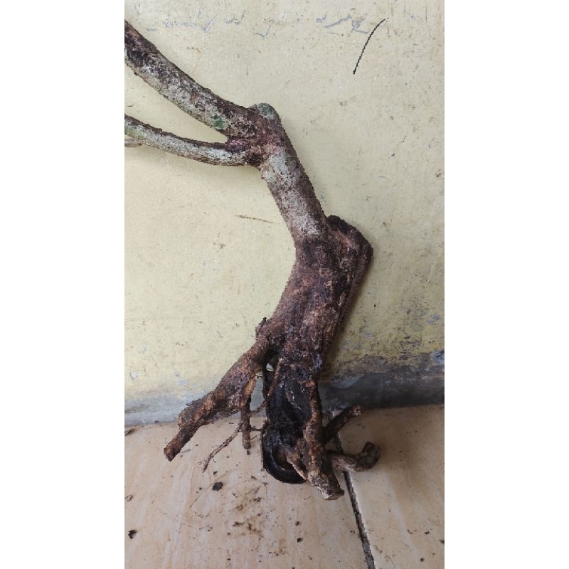 bahan bonsai dongkelan lantana realpic sesuai gambar