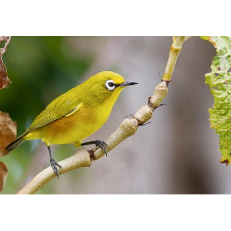 PLECI DAKBAL Dakun bali pilihan jantan