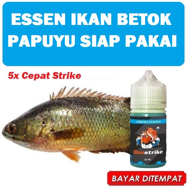 Essen Ikan Betok Papuyu Umpan Ikan Betok Siap Pakai