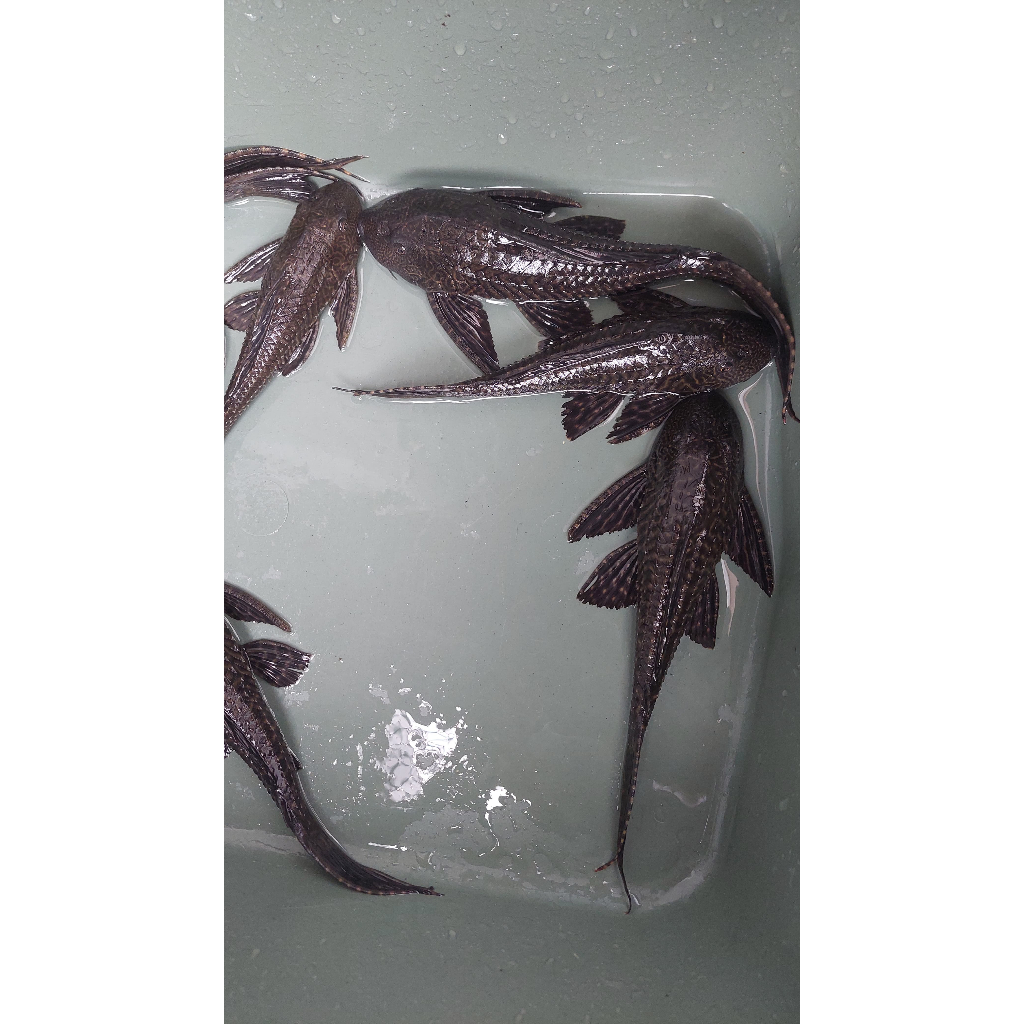 ikan sapu sapu kecil, sedang dan besar