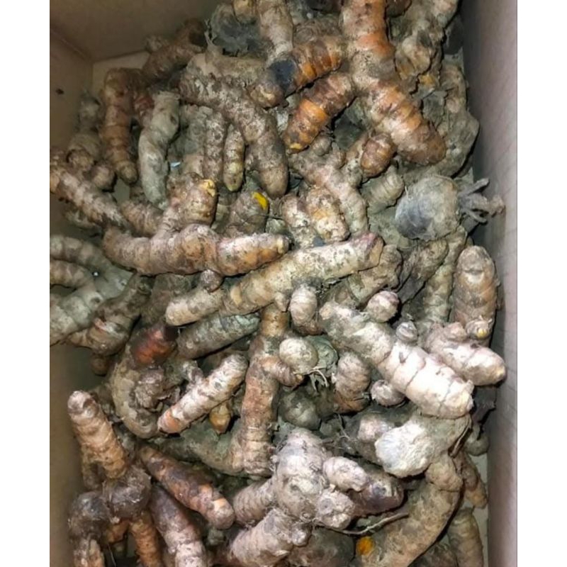 

kunyit fresh 1 kg