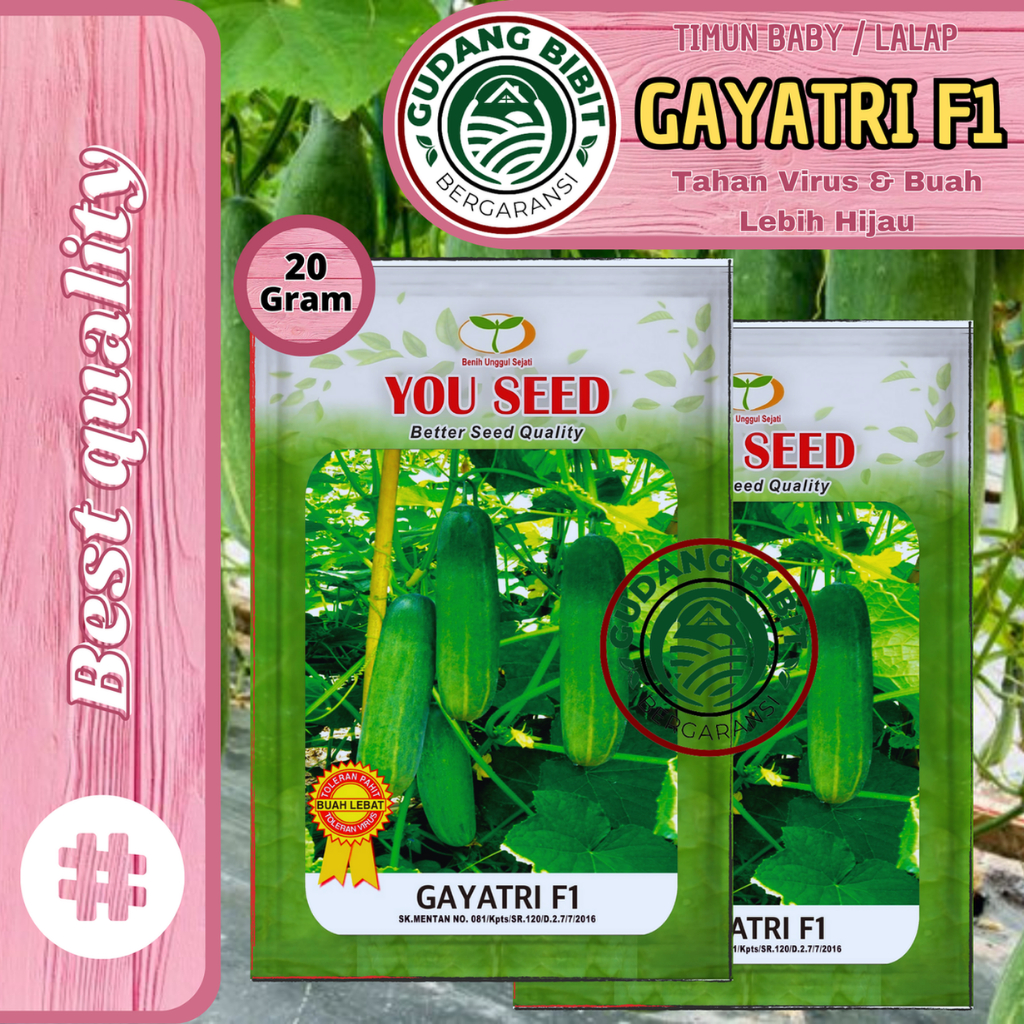 Benih Timun Lalap Manis GAYATRI F1 20g setara 800 butir You Seed Timun Baby