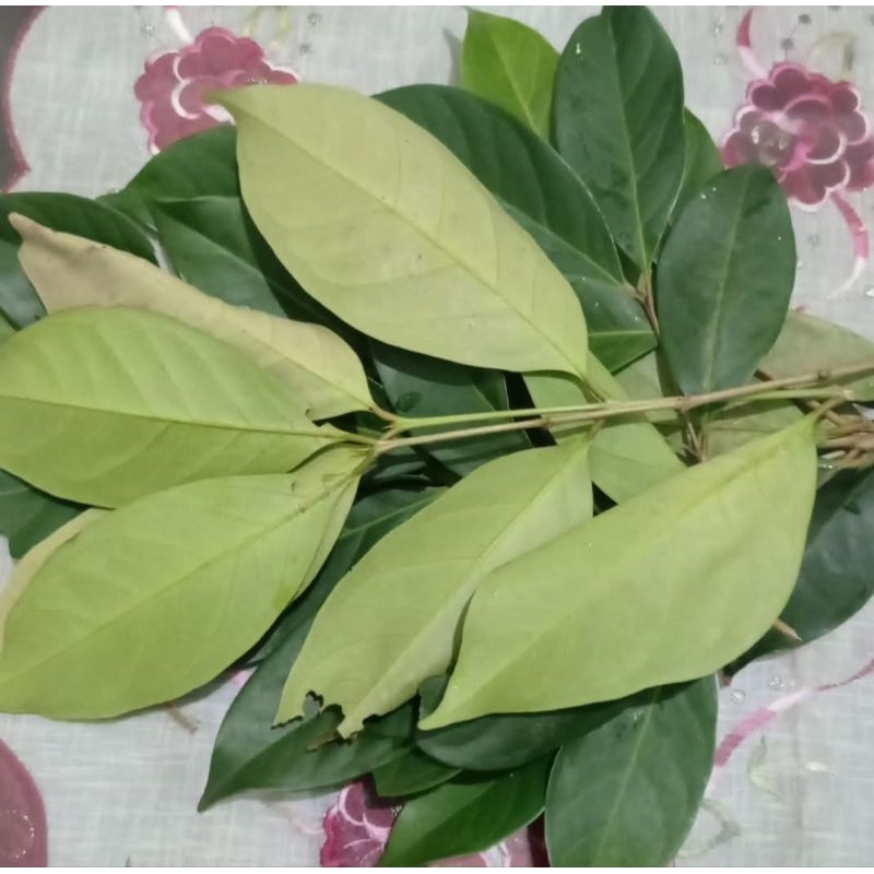 

daun salam 40 lembar