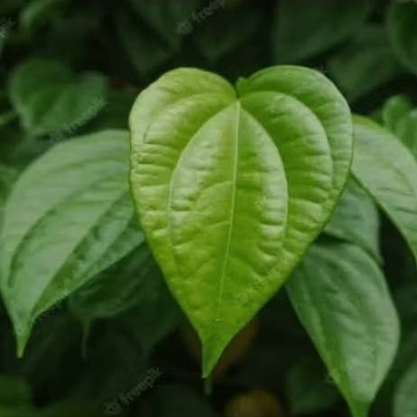 

DAUN SIRIH SEGAR REMPAH LELUHUR