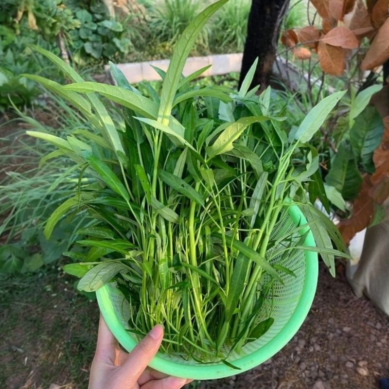 

daun kangkung fresh 1 ikat