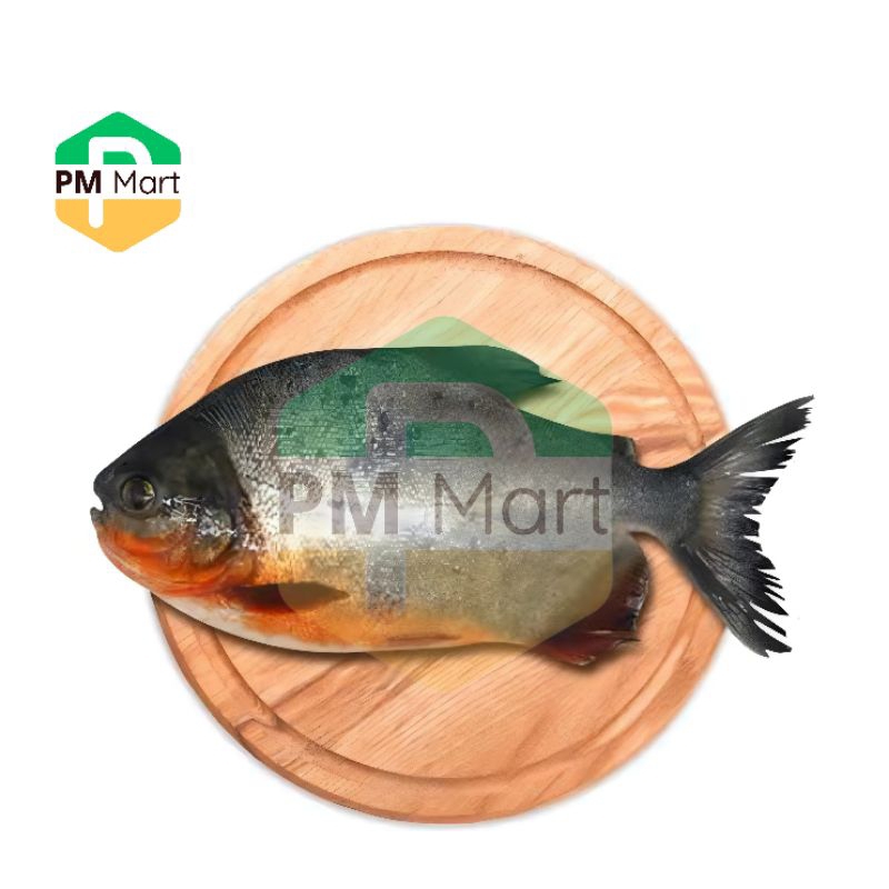 

Ikan Bawal Segar 500 Gram